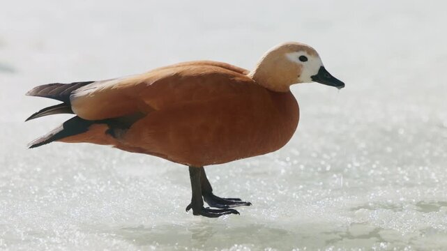 Elegant movements of the charming ruddy shelduck in a snowy landscape
