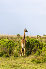 Masai giraffe browses on a bush on the open savannah - Masai Mara National Reserve, Kenya, African wildlife safari photography © TheStorygrapher