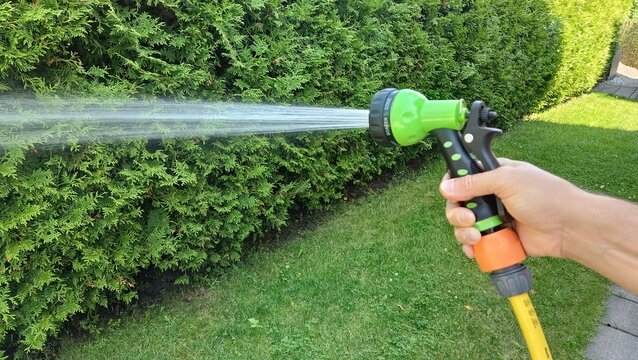 Watering thuja hedge with garden hose spray nozzle in hand, close up of spraying water jet in backyard lawn, real photo. Watering the garden.