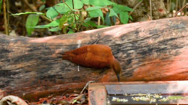 Rufous Woodpecker drinking water in forest of Tilari