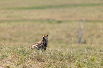 Cheetah sits upright in savannah grass and looks toward the camera - Masai Mara National Reserve, Kenya, African wildlife safari photography © TheStorygrapher