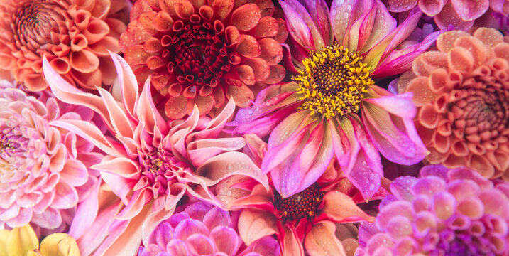 background with close up of dahlia flowers in pink, orange and red