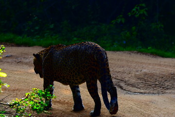 Giant Sri lankan leopard at last rays of evening sunset © Nuwantha
