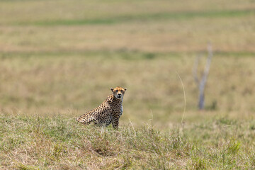 Cheetah sits upright in savannah grass and faces the camera - Masai Mara National Reserve, Kenya, African wildlife safari photography © theStorygrapher