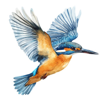 Kingfisher, realistic watercolor illustration vector, isolated on a white background.