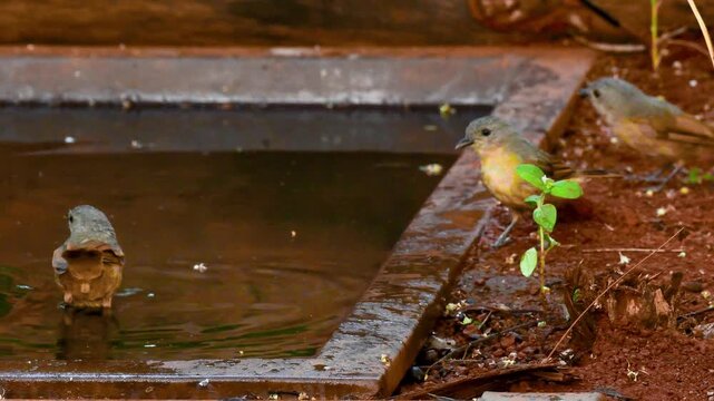 Brown cheeked Fulvetta near the water pond in Tilari forest
