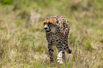 Cheetah walks forward through grassland toward the camera - Masai Mara National Reserve, Kenya, African wildlife safari photography © TheStorygrapher
