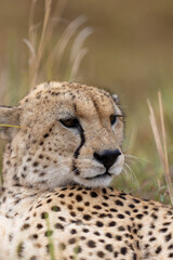 Cheetah lies in grass with its head resting on its spotted back - Masai Mara National Reserve, Kenya, African wildlife safari photography © TheStorygrapher