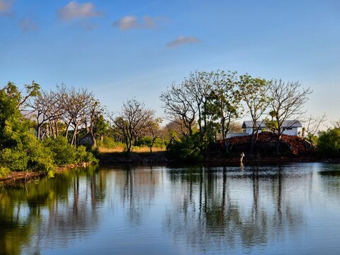 ​Beautiful Tree Reflections on a Calm Lake Under a Clear Blue Sky