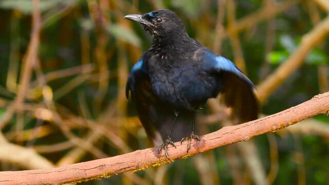 Malabar Whistling thrush cleaning the feathers in forest