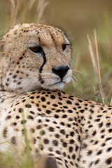 Cheetah lies in savannah grass and looks to the side over its spotted shoulder - Masai Mara National Reserve, Kenya, African wildlife safari photography © TheStorygrapher