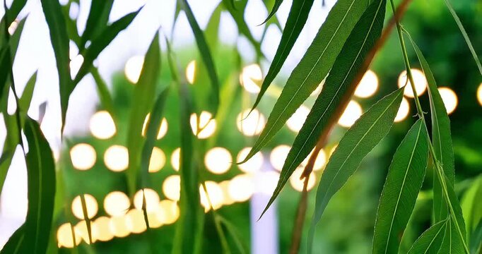 Green Willow Leaves Swaying with Warm Bokeh Lights