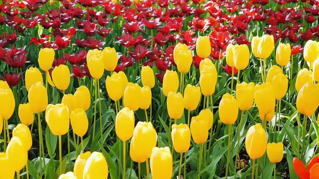 Yellow Tulip Field with Red Tulips Blooming in Spring Garden