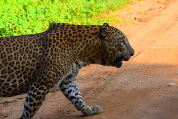 Giant Sri lankan leopard at last rays of evening sunset © Nuwantha