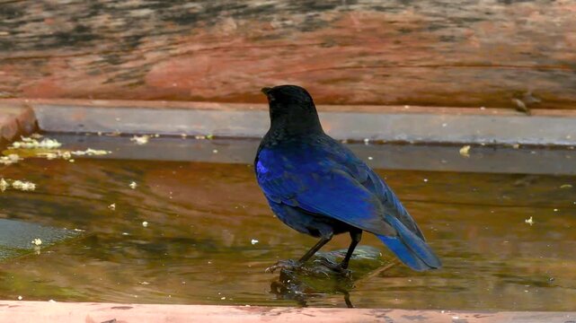 Malabar Whistling Thrush taking bath in water of Tilari forest