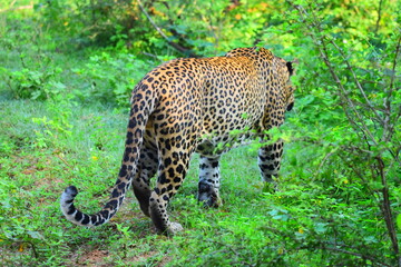 Giant Sri lankan leopard at last rays of evening sunset © Nuwantha