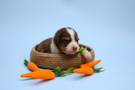  A sleeping red Australian Shepherd puppy (Aussie dog) in a woven basket with orange carrots on a blue background. Cute Easter spring portrait, perfect for greeting cards and commercial pet ads.