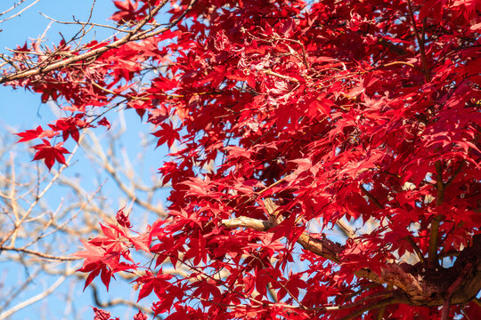Beautiful autumn maple tree leaves with orange and red foliage against blue sky.