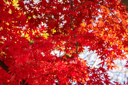 Beautiful autumn maple tree leaves with orange and red foliage against blue sky.