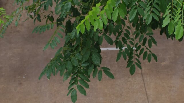 Raining Tree leaf