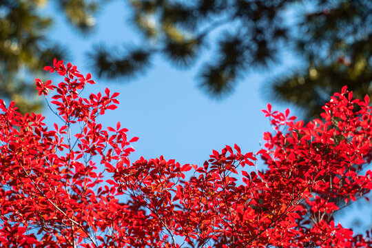 Beautiful autumn maple tree leaves with orange and red foliage against blue sky.