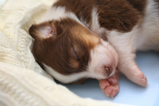   An adorable Australian Shepherd puppy (Aussie dog) sleeps on a cozy white knitted blanket. Tender close-up portrait of fragile newborn life, perfect for family greeting cards and premium pets care 