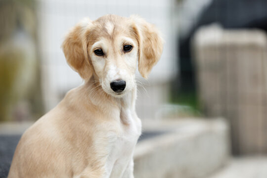 cute saluki puppy portrait outdoors
