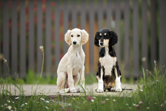 two cute saluki puppies sitting outdoors in summer