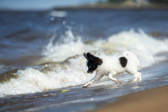 brave papillon puppy fetching a toy from the sea