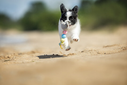 playful papillon puppy running on a beach with a toy in mouth