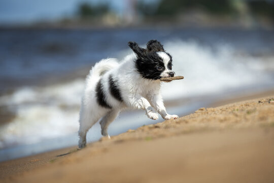 papillon puppy playing with a stick on a beach