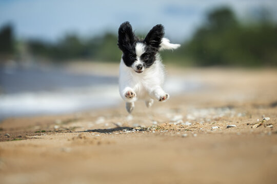 funny papillon puppy jumping on a beach