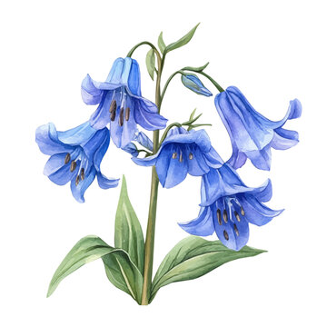 Bluebell, realistic watercolor illustration vector, isolated on a white background.