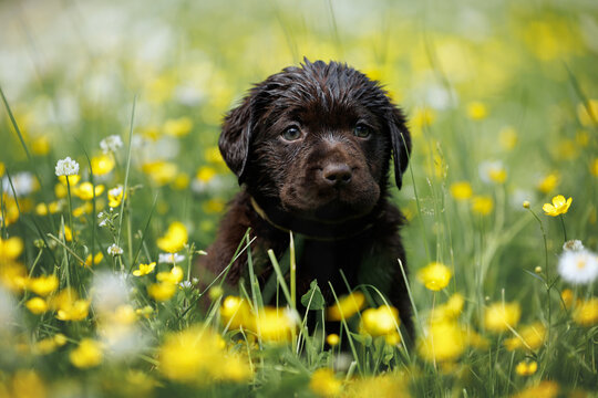 cute wet labrador retriever puppy posing on a meadow