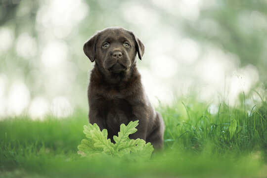 cute brown labrador retriever puppy posing on grass in summer
