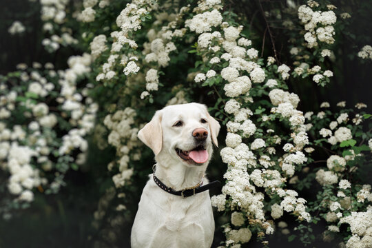 happy labrador retriever dog portrait by a blooming bush