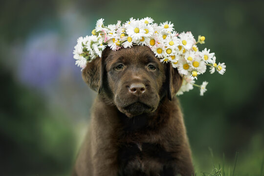labrador retriever puppy wearing a head wreath made of flowers for midsummer