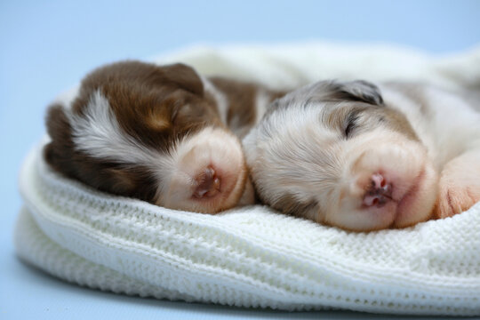 Two newborn Australian Shepherd puppies (Aussie) sleeping side by side on a cozy white knitted blanket. Tender, peaceful studio pet portrait of sweet fragile lives, perfect for greeting cards and ads.
