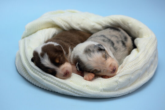 Two newborn Australian Shepherd puppies (Aussie) sleeping side by side on a cozy white knitted blanket. Tender, peaceful studio pet portrait of sweet fragile lives, perfect for greeting cards and ads.