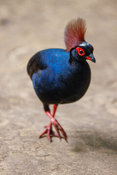 Male crested wood partridge, Rollulus rouloul, a vulnerable ground dwelling bird endemic to forests throughout southwest Thailand, Myanmar, Sumatra, and Borneo. Shallow DOF with focus on eye.