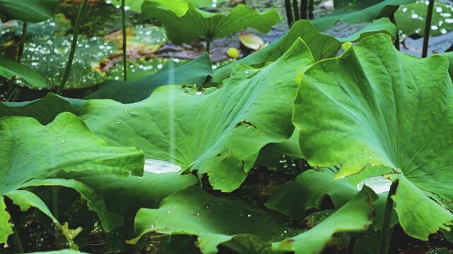 Close-Up of a Rain-Wet Lotus Leaf with Water Droplet and Fresh Green Natural Background