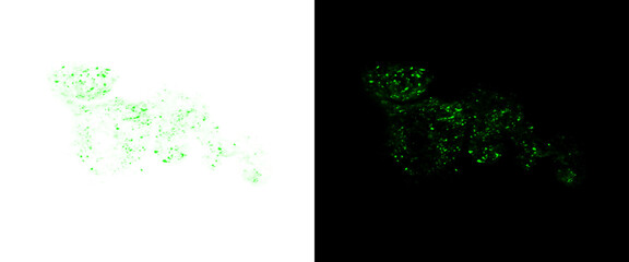 Abstract green cheetah silhouette made of glowing particles, digital wildlife animal concept on black and white backgrounds, futuristic predator art © Transparent Studio
