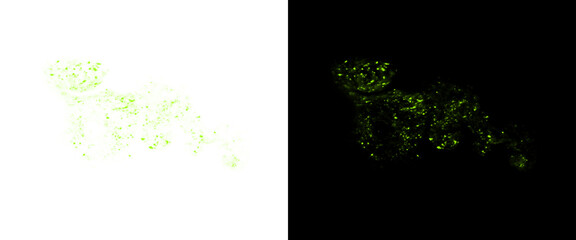 Abstract green particle cheetah silhouette, wild cat animal shape made of glowing dots, digital wildlife concept on black and white background © Transparent Studio