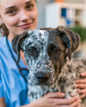 Veterinarian Holding Spotted Dog in Veterinary Clinic