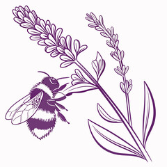 A stylized purple line of a bumblebee gathering nectar from a lavender plant, isolated on a plain white background © Miasahin