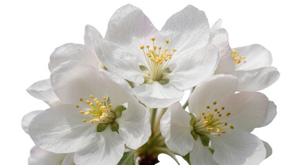 Fototapeta premium Isolated blooming white apple tree flowers with yellow stamens, delicate spring blossoms closeup