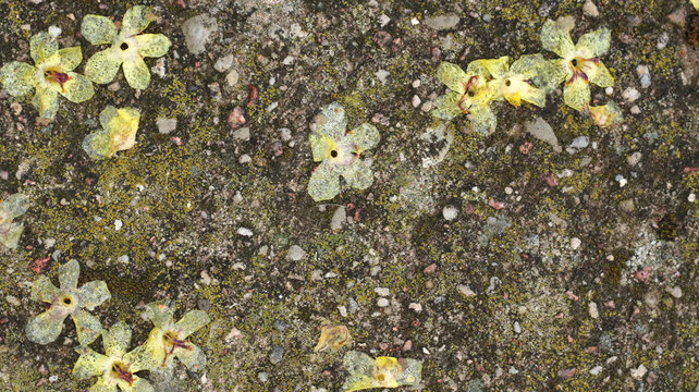 small yellow flowers on the wet ground