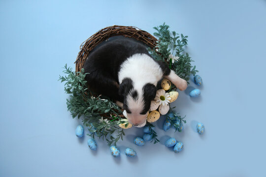 Newborn Australian Shepherd (Aussie) puppy sleeping in a decorative Easter wreath on a blue backdrop. Flat lay view, spring concept, perfect for holiday greeting cards and pet product ads.