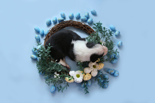 Newborn Australian Shepherd (Aussie) puppy sleeping in a decorative Easter wreath on a blue backdrop. Flat lay view, spring concept, perfect for holiday greeting cards and pet product ads.