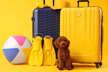 Small brown poodle puppy with travel suitcases, beach ball, and flippers on a yellow background, summer vacation © Pixel-Shot